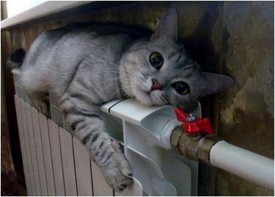 более одиннадцать