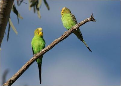 попугайчик