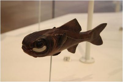 фонареглазовые