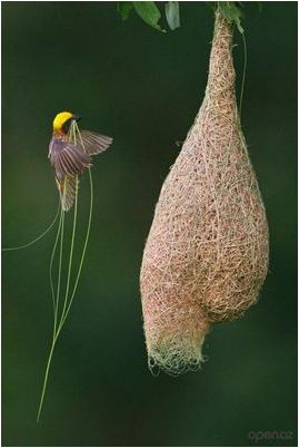 Компасные термиты