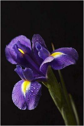 мастерство