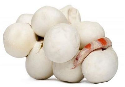 Lampropeltis triangulum