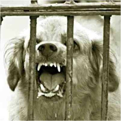 собака собака