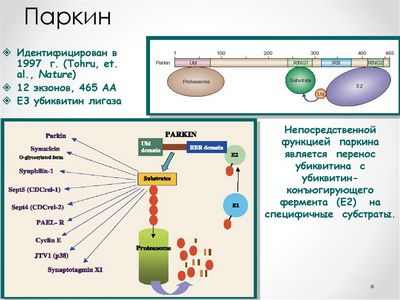 Сторожевой фермент блокирует два пути к болезни Паркинсона