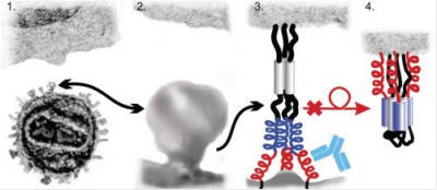 СПИДа кошек