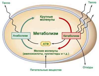 Потенциальный индикатор риска ожирения, обнаруженный во время сна