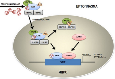 Недавно идентифицированный иммунный рецептор может активировать В-клетки в аутоиммунитете