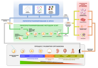 Пептид, связанный с метаболизмом глюкозы и выживаемостью нейронных клеток (с видео)
