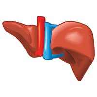 Фермент, стимулирующий инсулинорезистентность в печени, может представлять собой многообещающую терапевтическую мишень